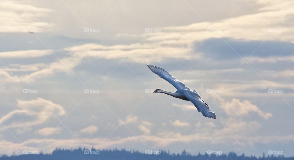 Trumpeter Swan in Flight