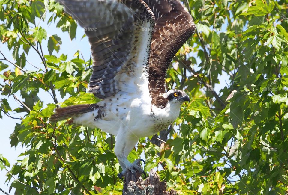 Osprey taking flight 