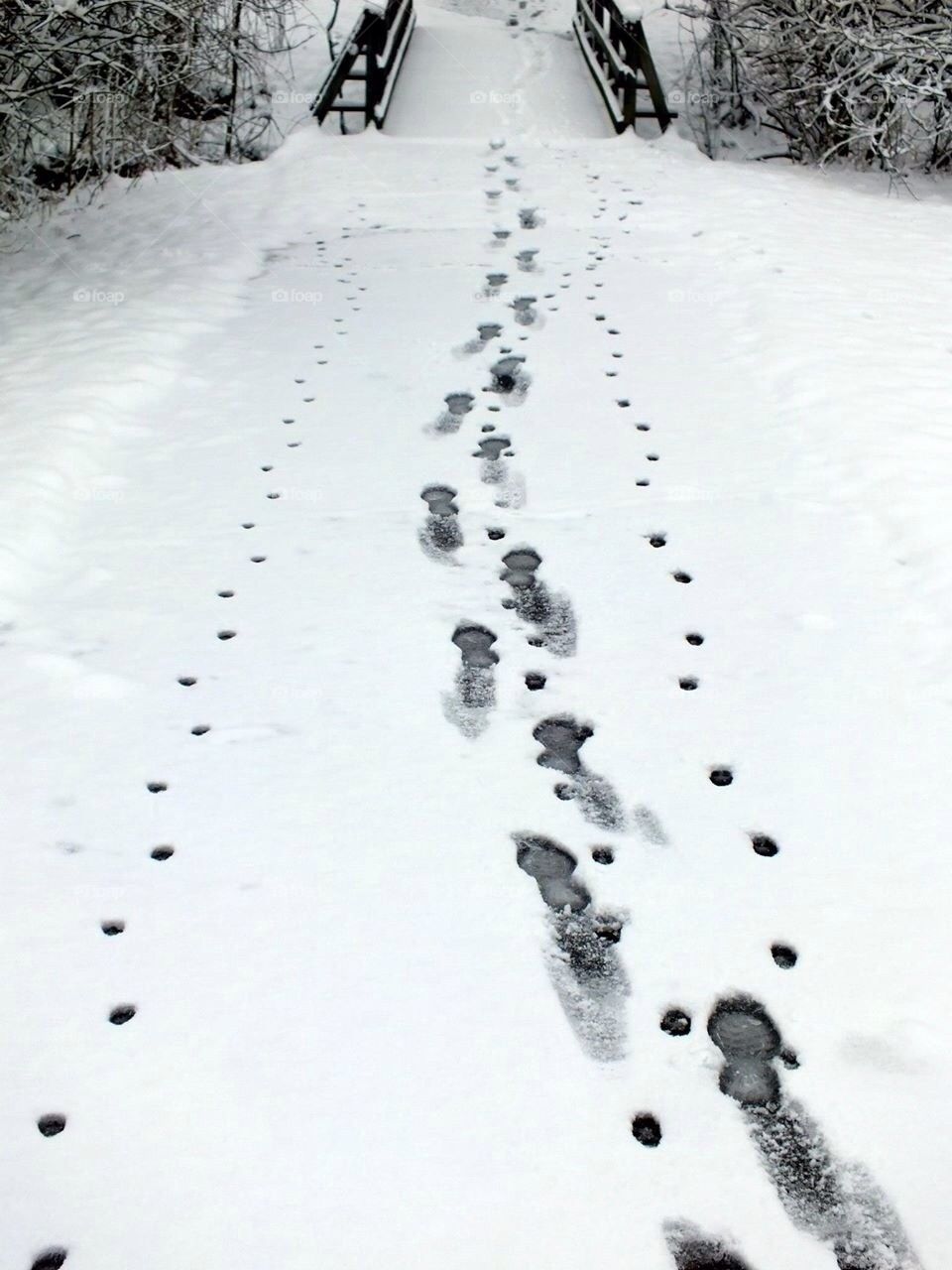 Snowy footprints