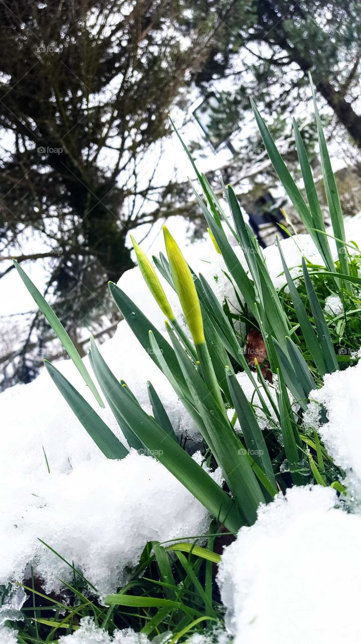 daffodil blooms emerging from snow