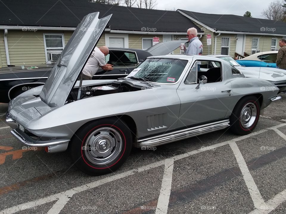 Stingray beauty