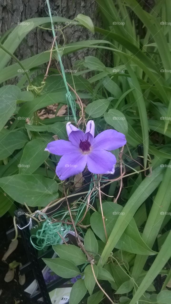 clamatis. first bloom