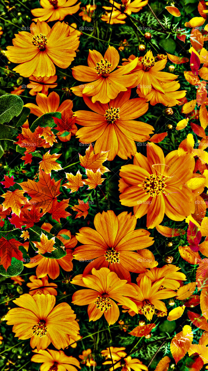 multi color flowers photography