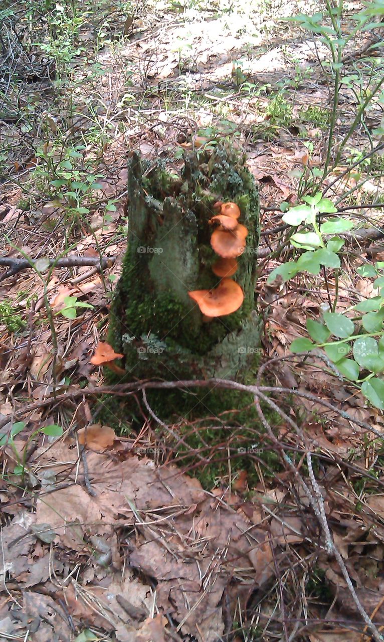 Wood, Tree, Fungus, Mushroom, Leaf