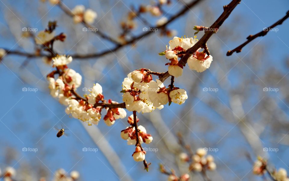 White blooming tree branch and flying bee 