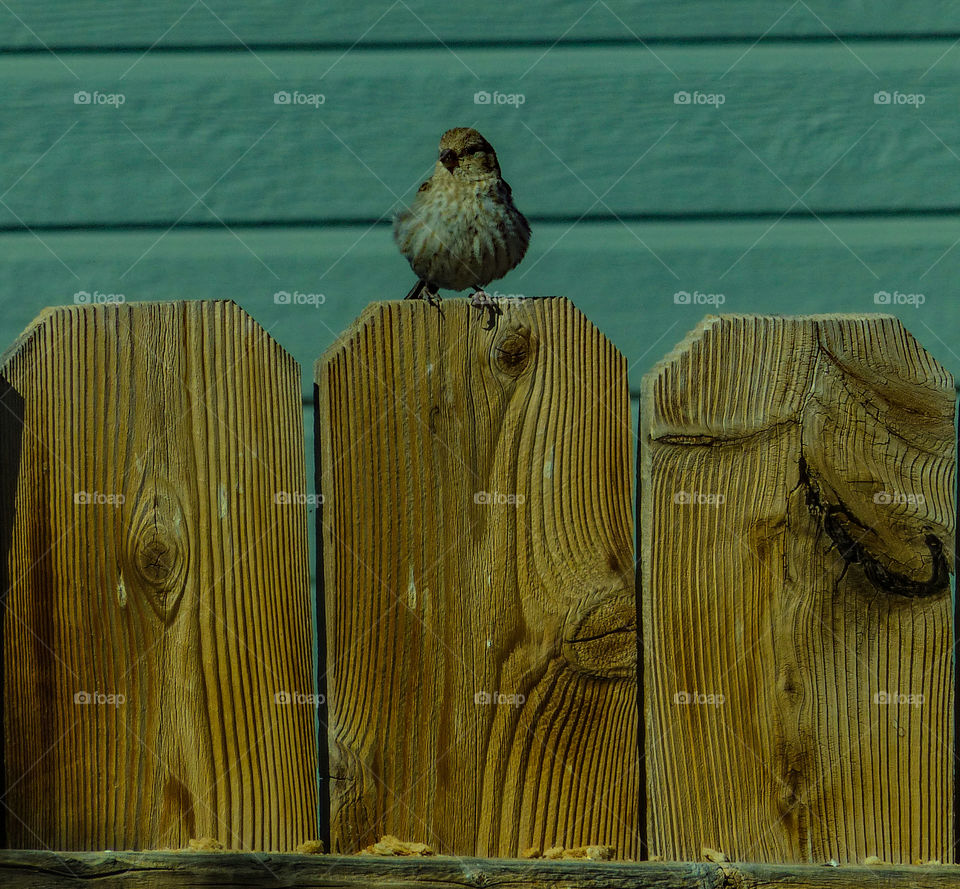 Wild bird sitting on the fence