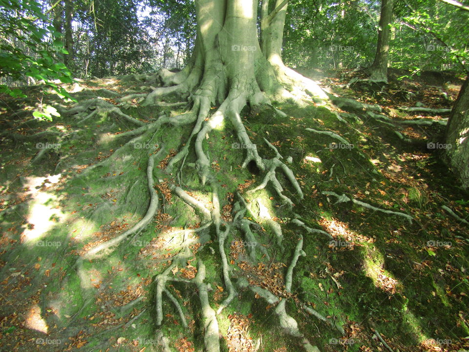 Tree Roots