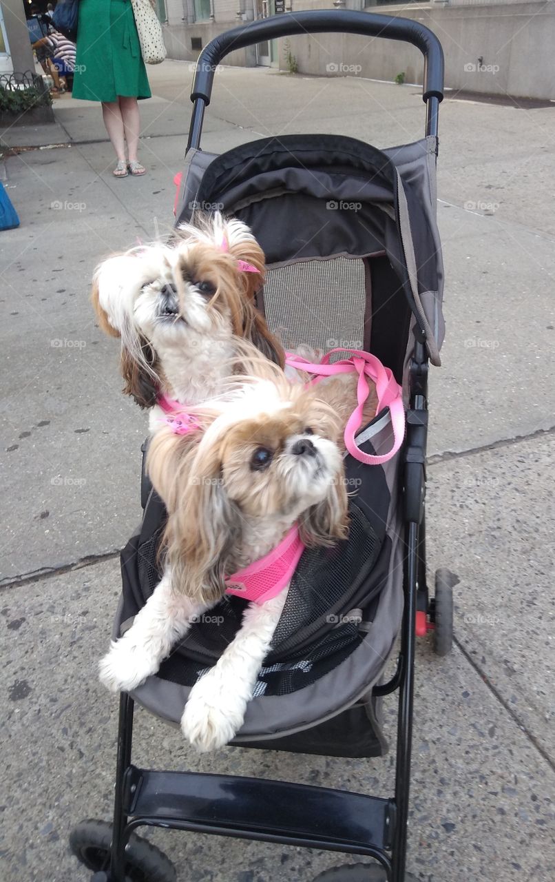 Wind Blown Dogs of Manhattan