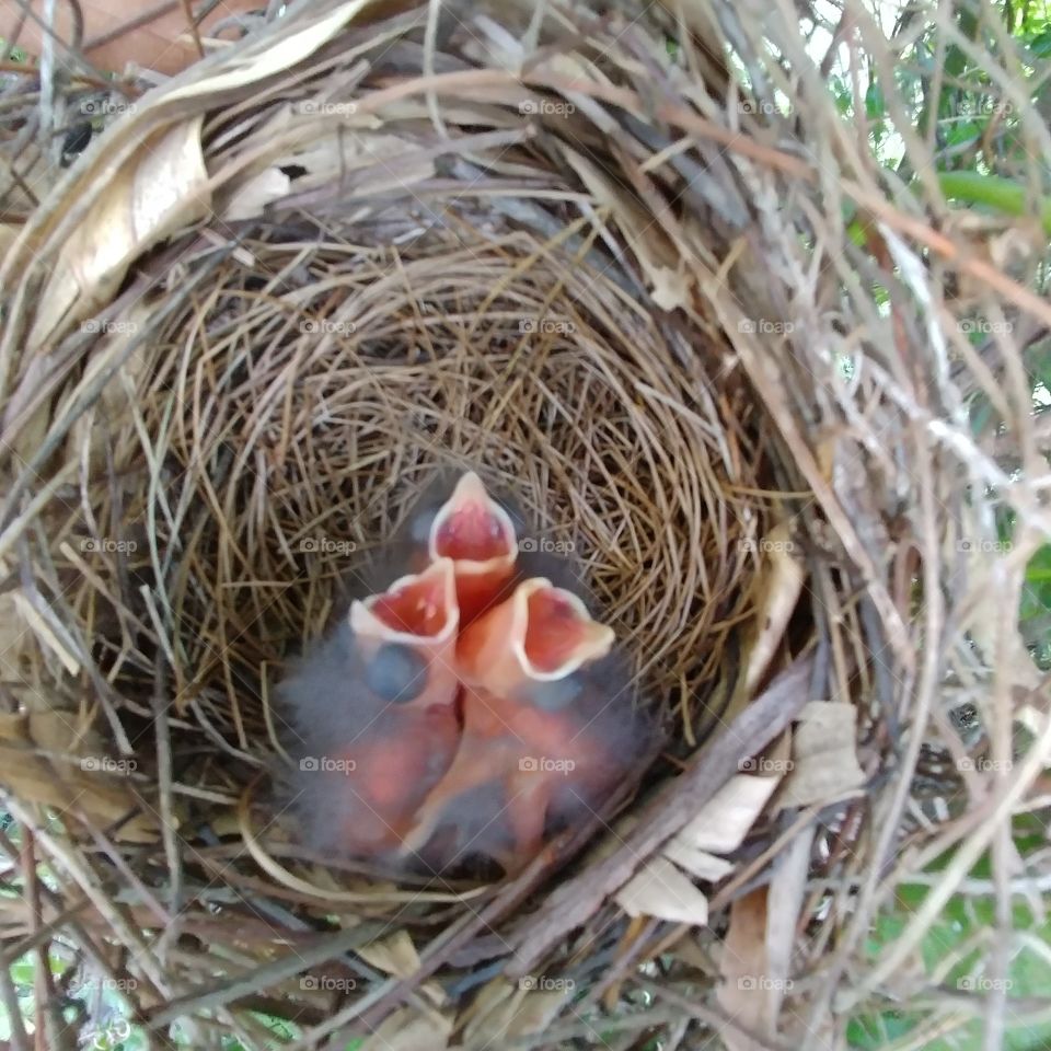 Baby Cardinals!
