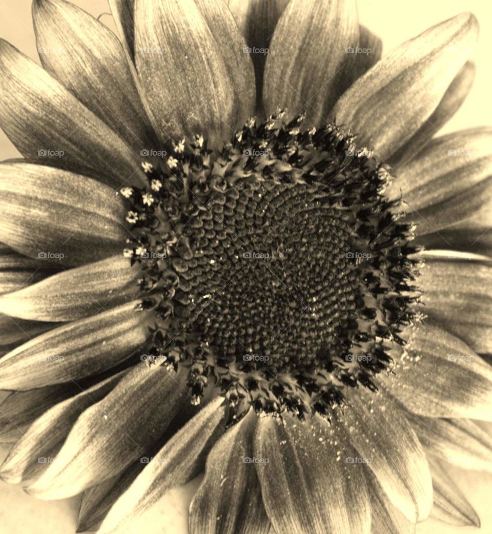 Sunless flower