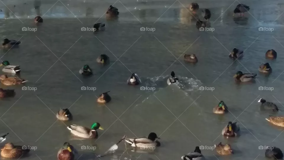 all ducks swim in the water