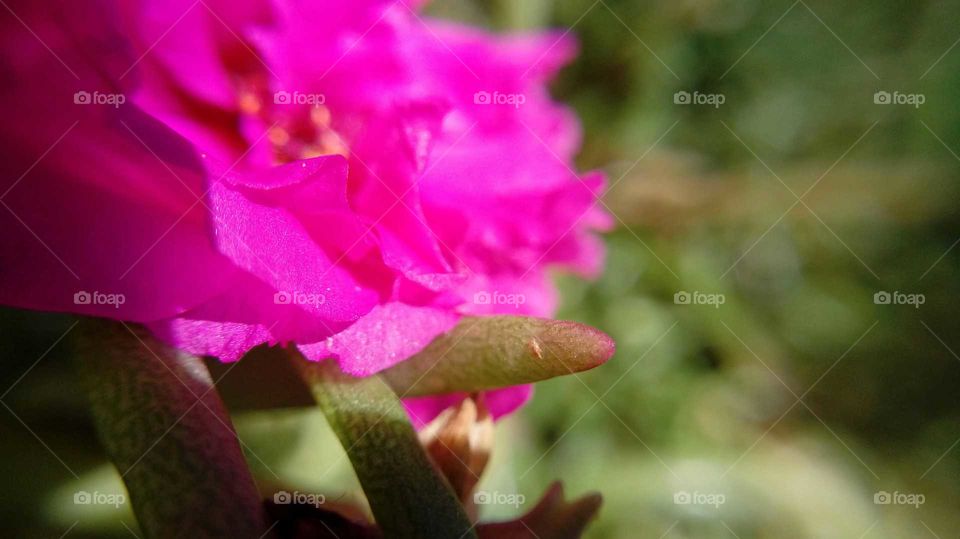Small flower through macro lens
