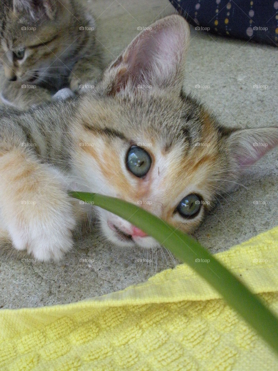 Kitten playing