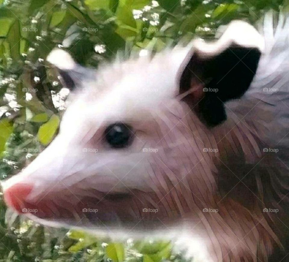 opossum