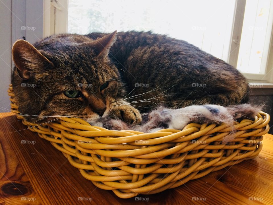 A cat having a nap in a basket on a table 