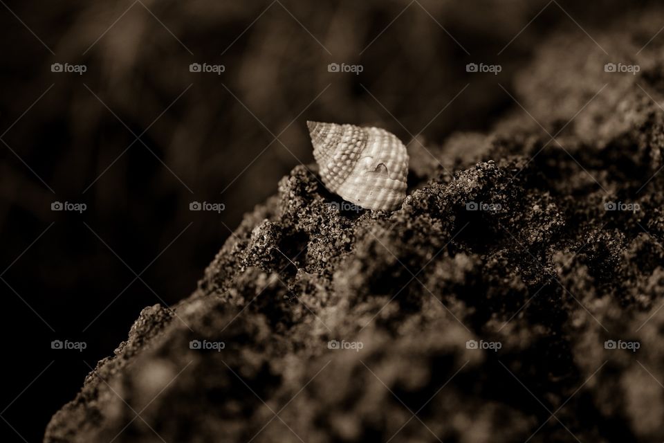 Small Seashell On A Rock By The Shoreline In Puerto Rico