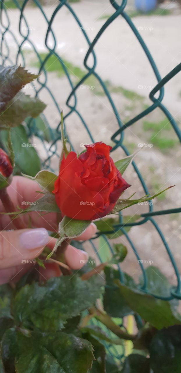 😍🌹🏵