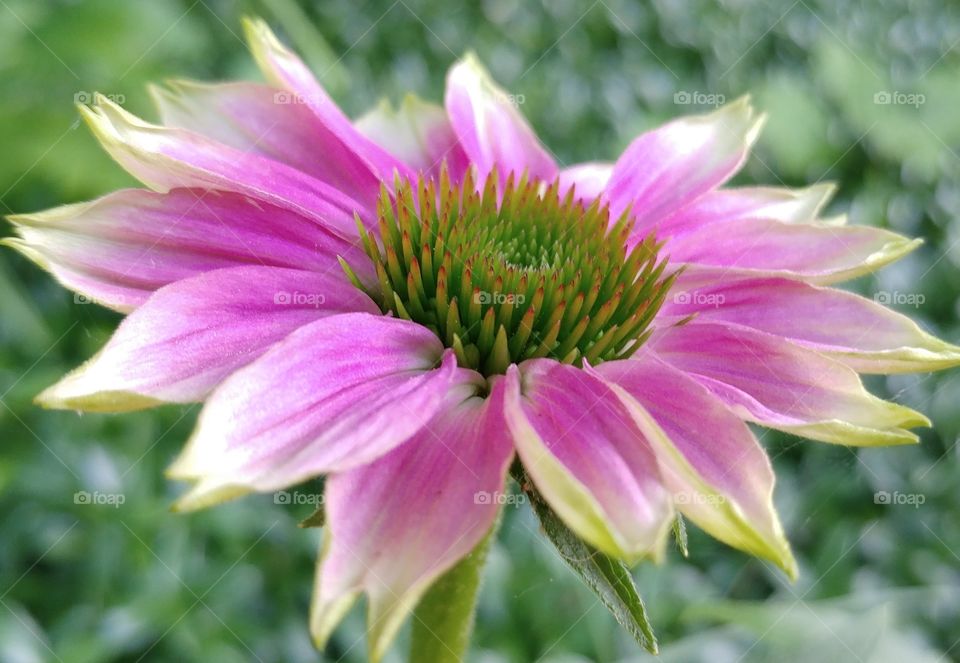 Coneflower 2