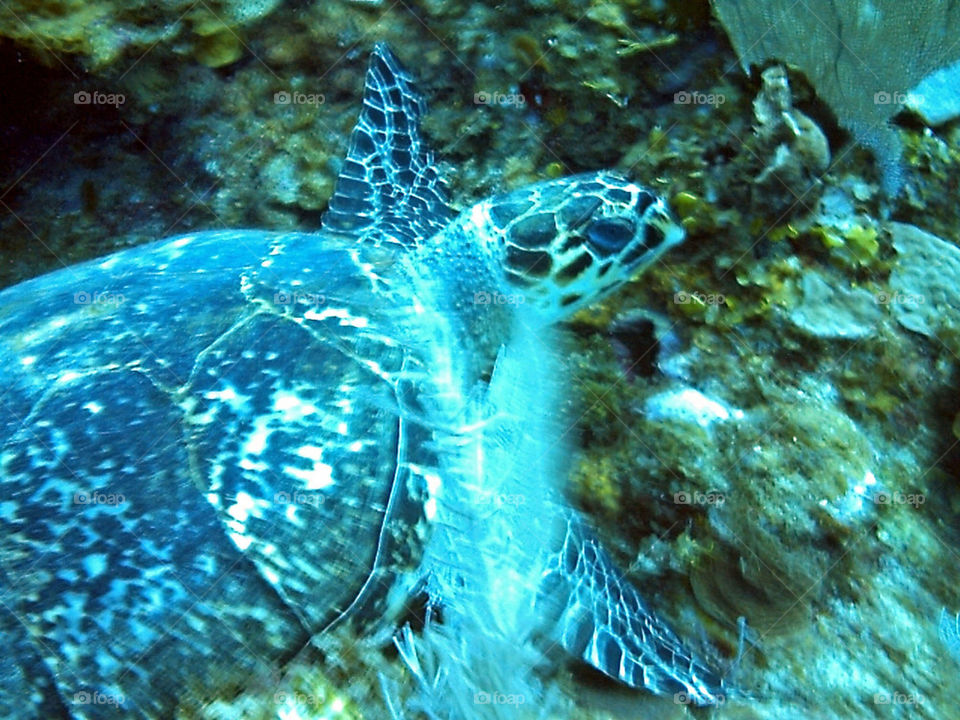 Sea turtle