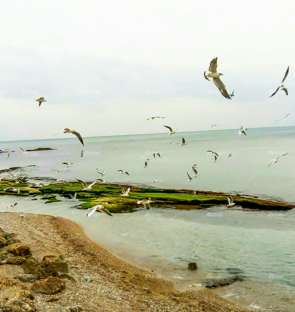 Sea beach seagull flying spring by elvio