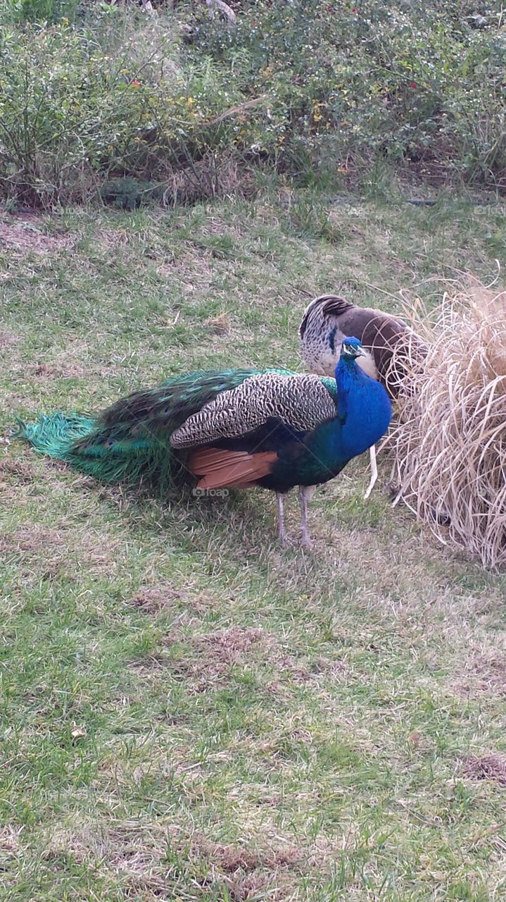 Beautiful side shot of a peacock on the grass