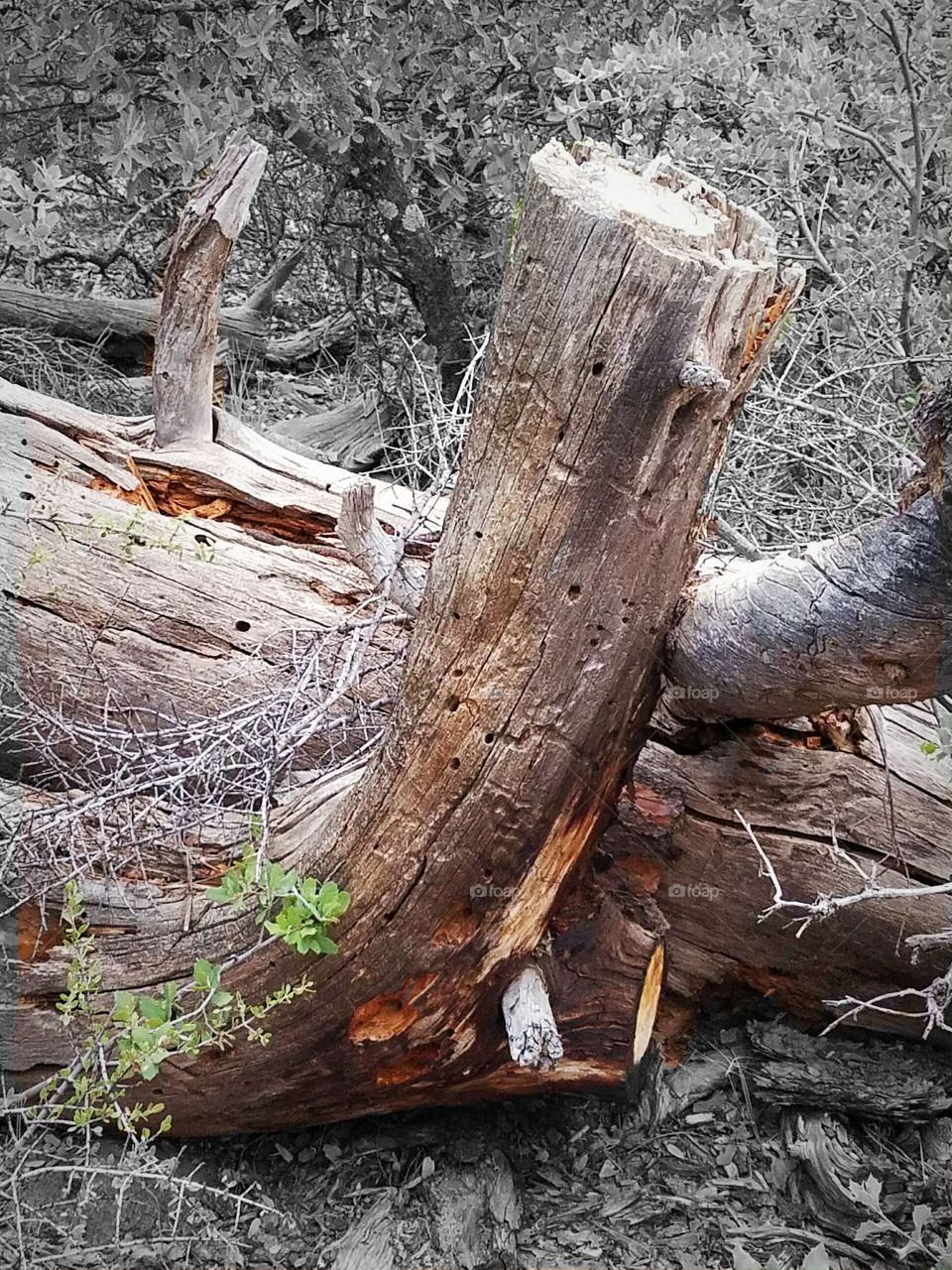 Dead logs
