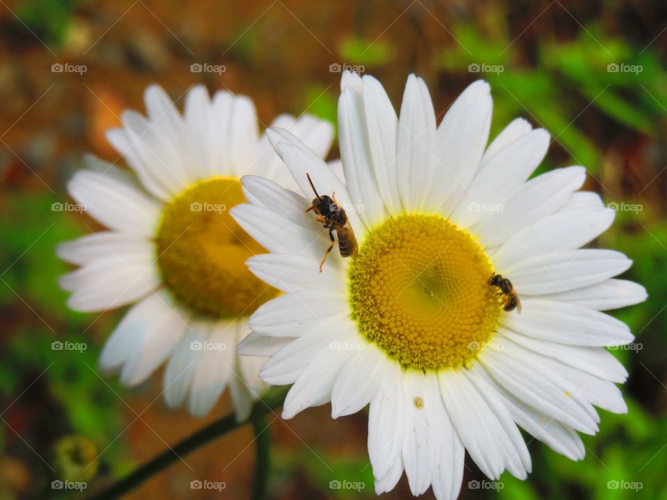 Daisies. Daisies 