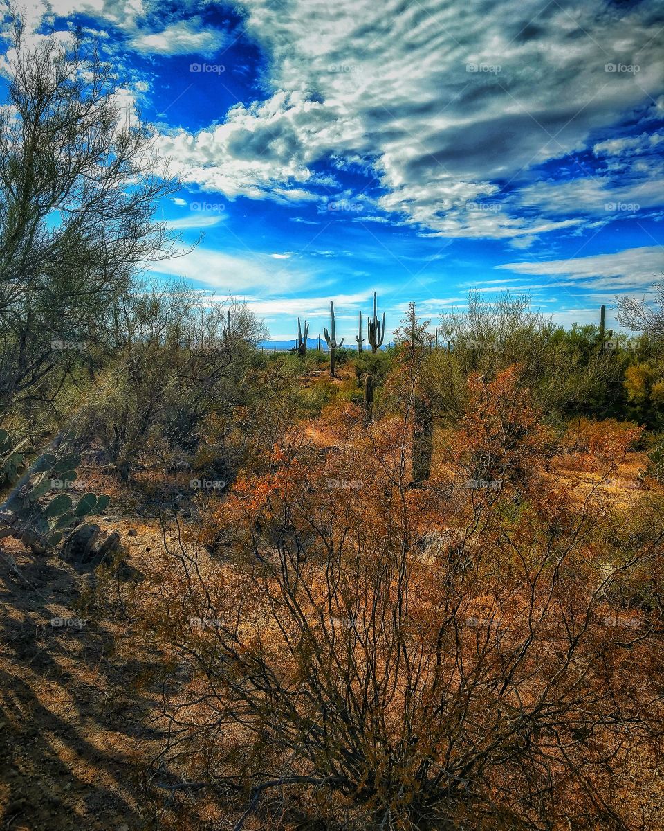 The Desert's Lovely Dark and Deep