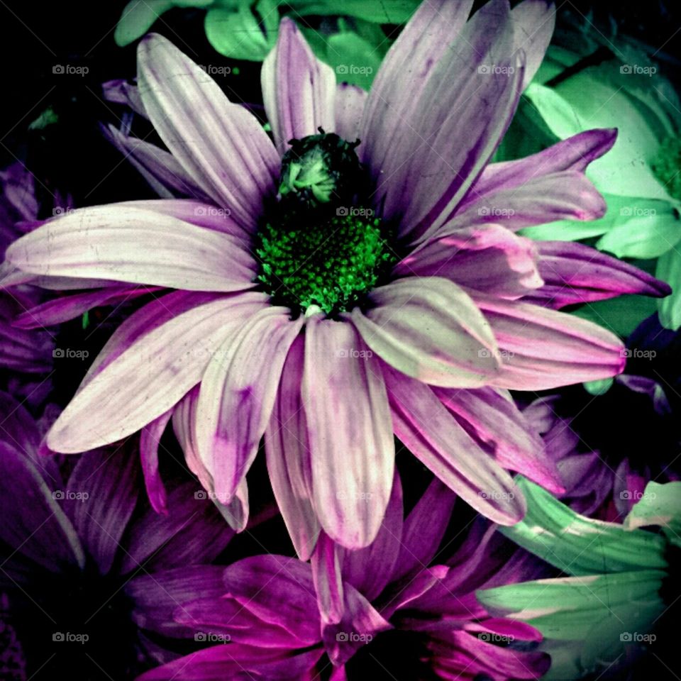 beauty. lighting effects