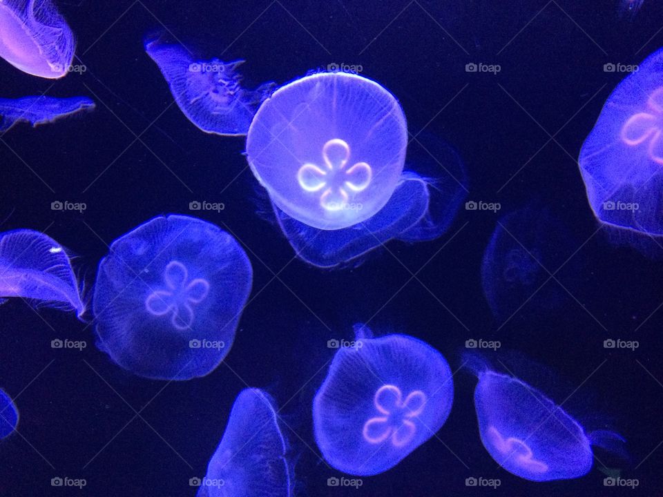 Jelly fishies