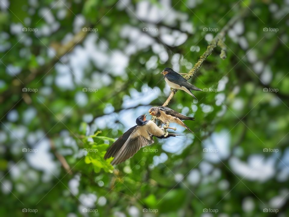 A young swallow being feed by it's parent