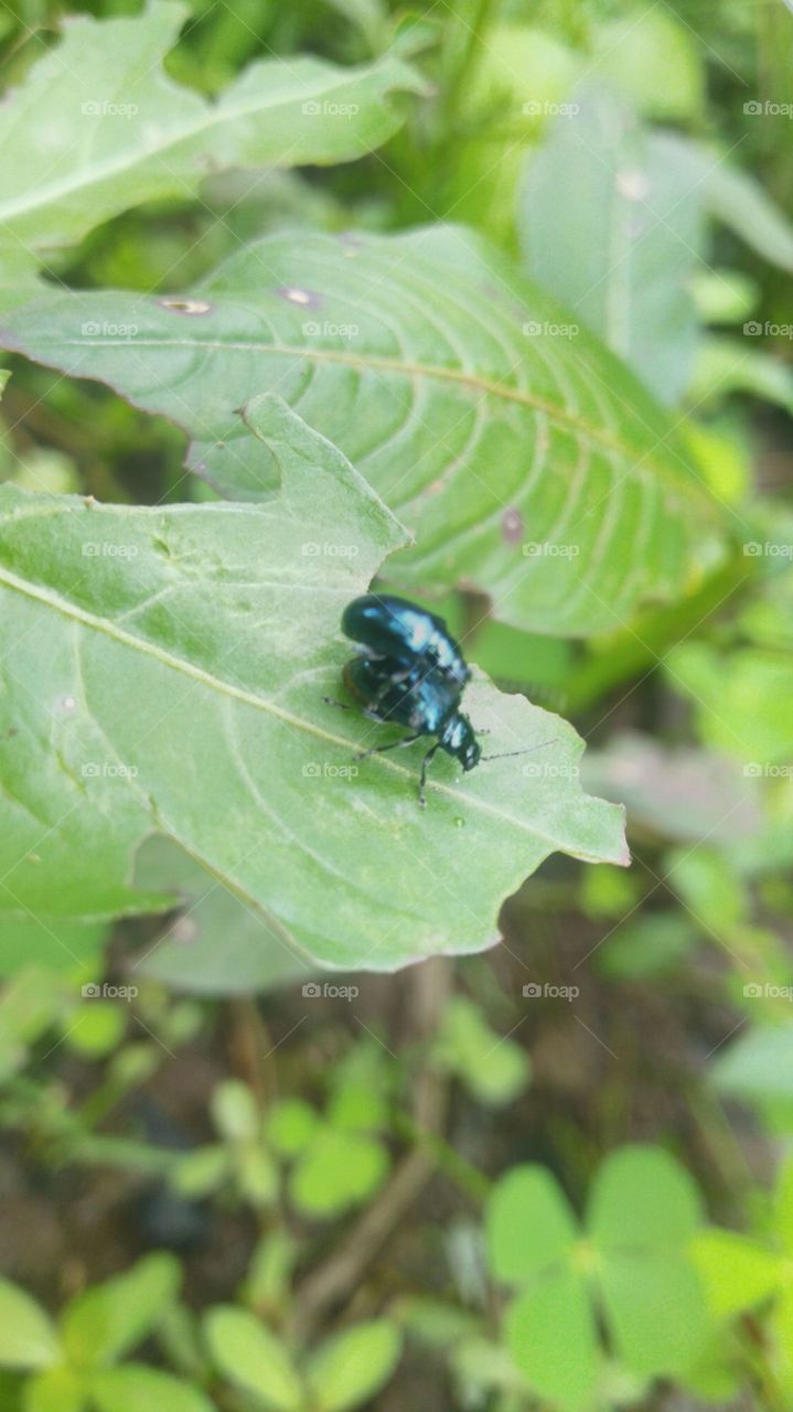 A pair of metallic green beetles