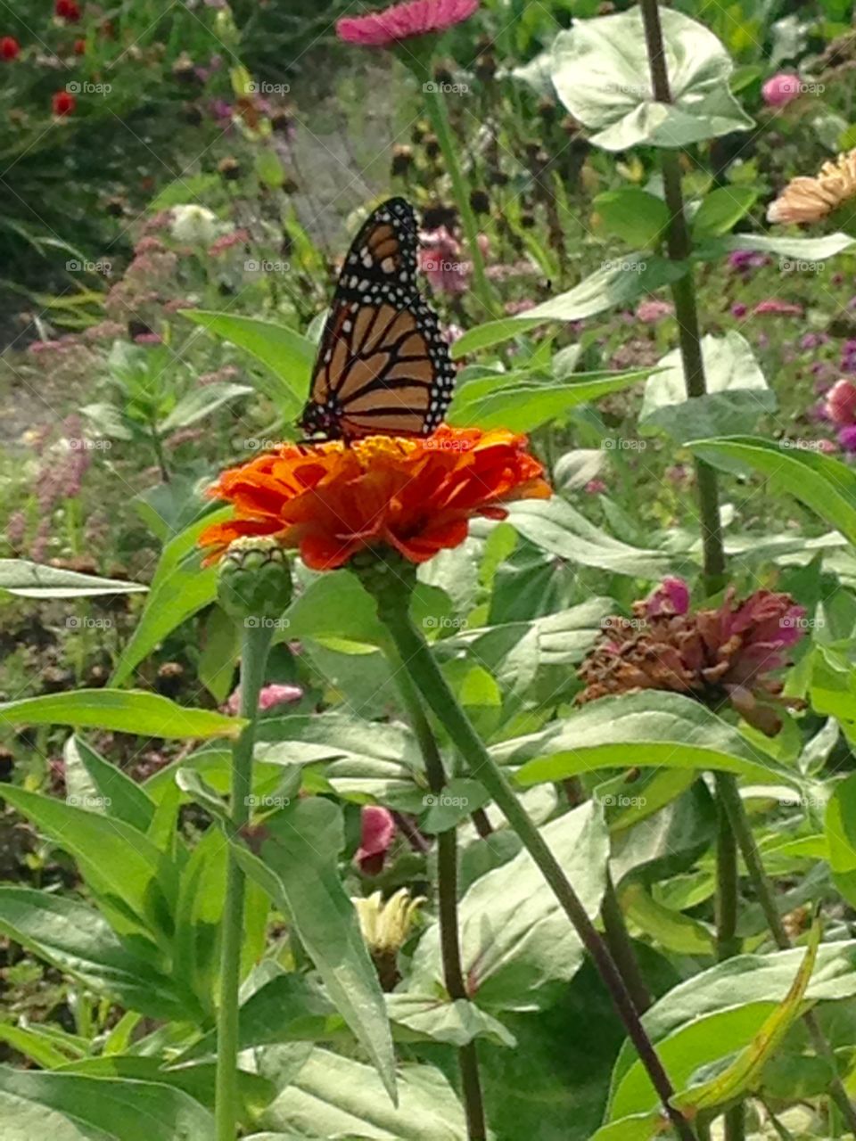 Orange flower and butterfly