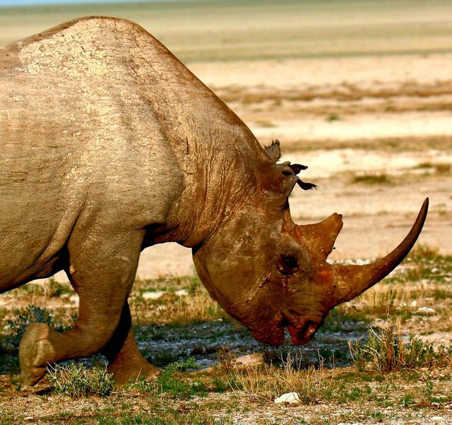 rhino