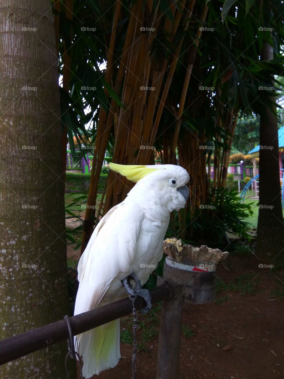 Bird in Zoo