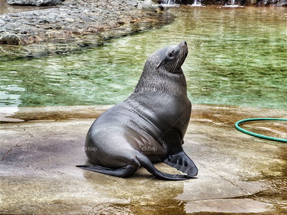 Seal posing for a portrait