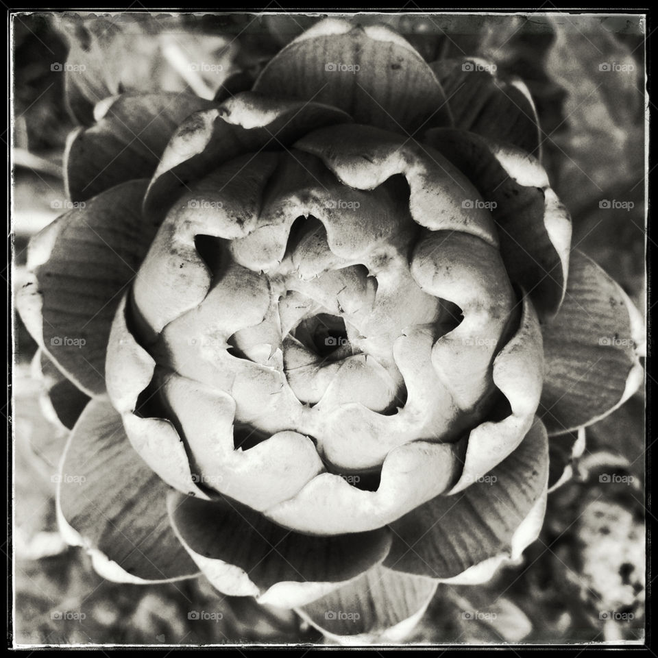 Portrait of an artichoke 