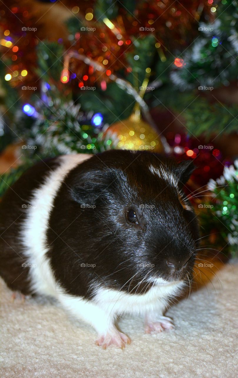 Close-up of guinea pig