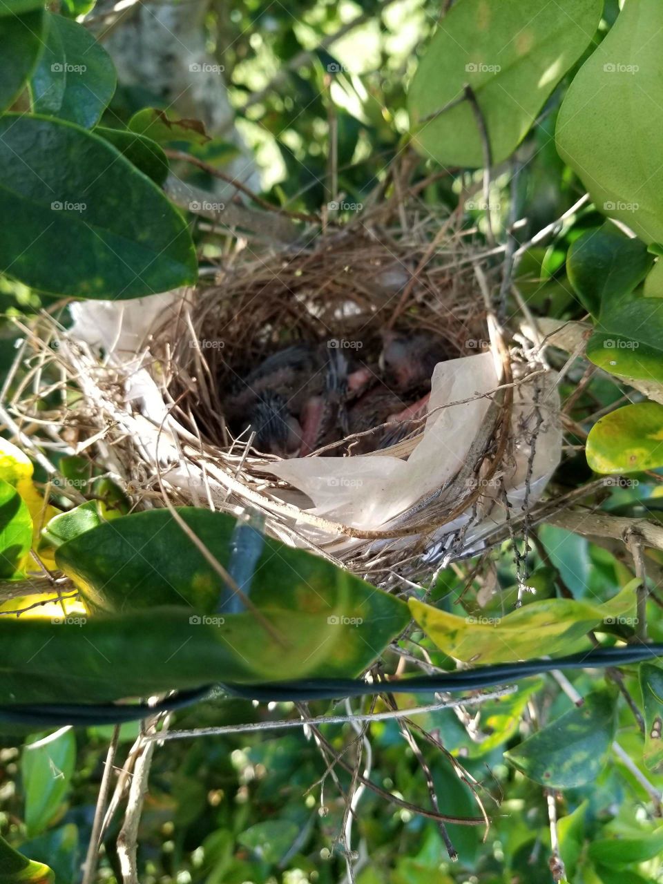 Fragile Red Cardinal babies in their cozy nest, awaiting the return of Daddy.