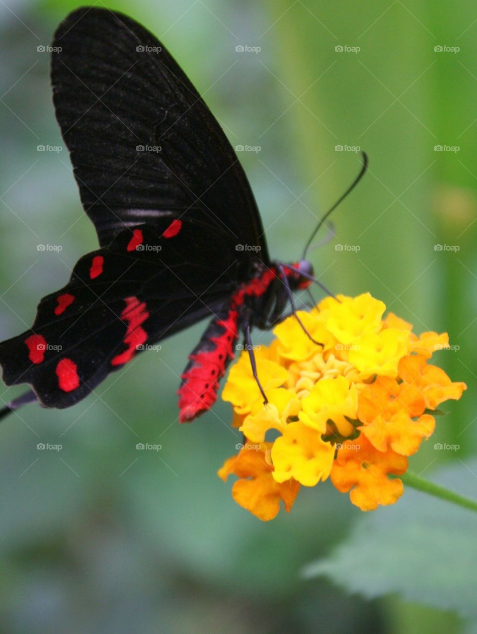 Red butterfly 