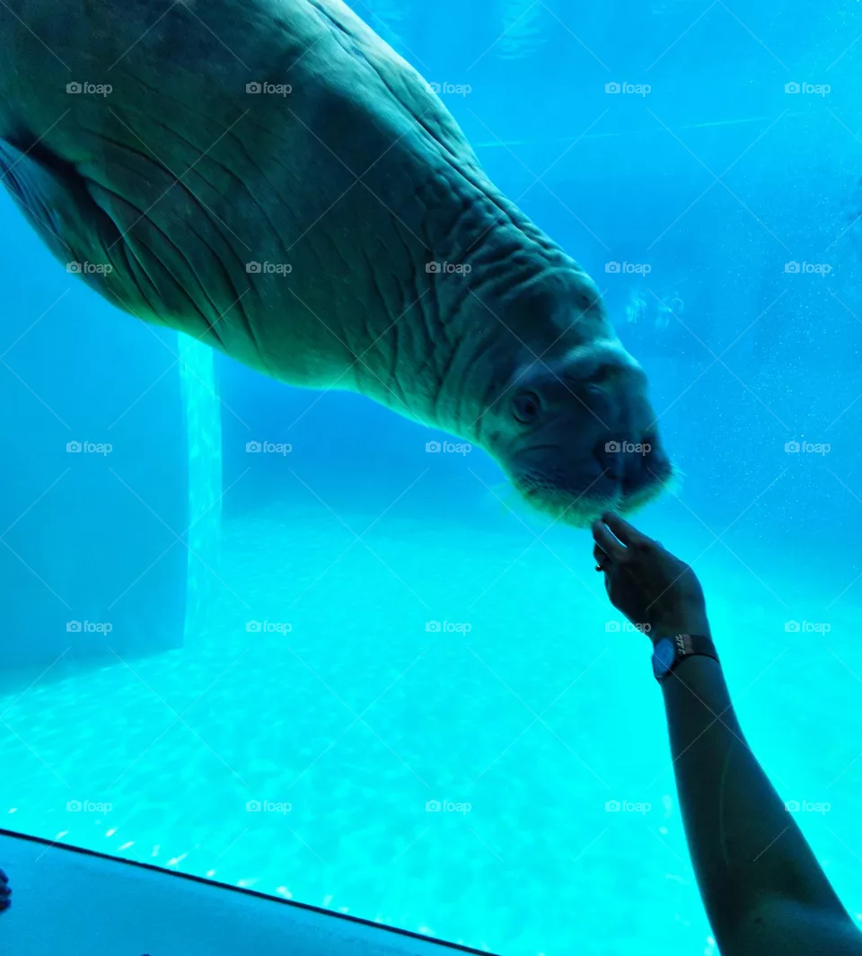 zoo