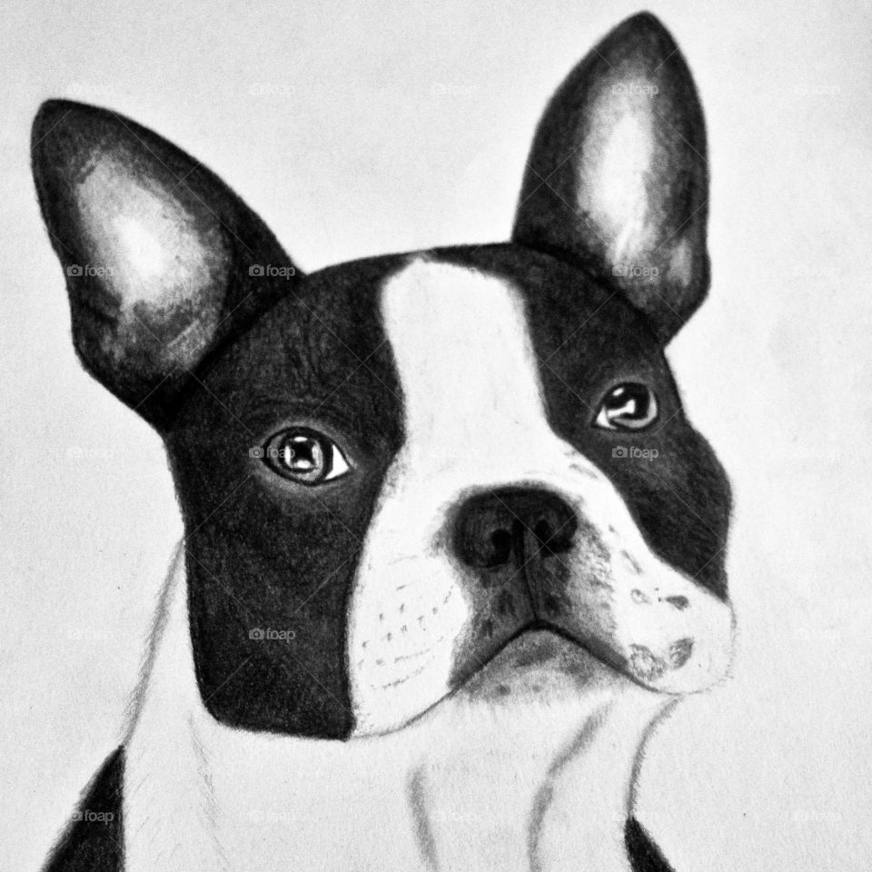 portait of a dog