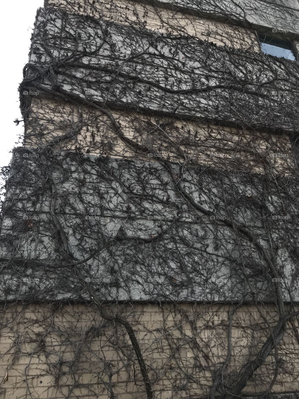 Vines cover the structure like human hair. 