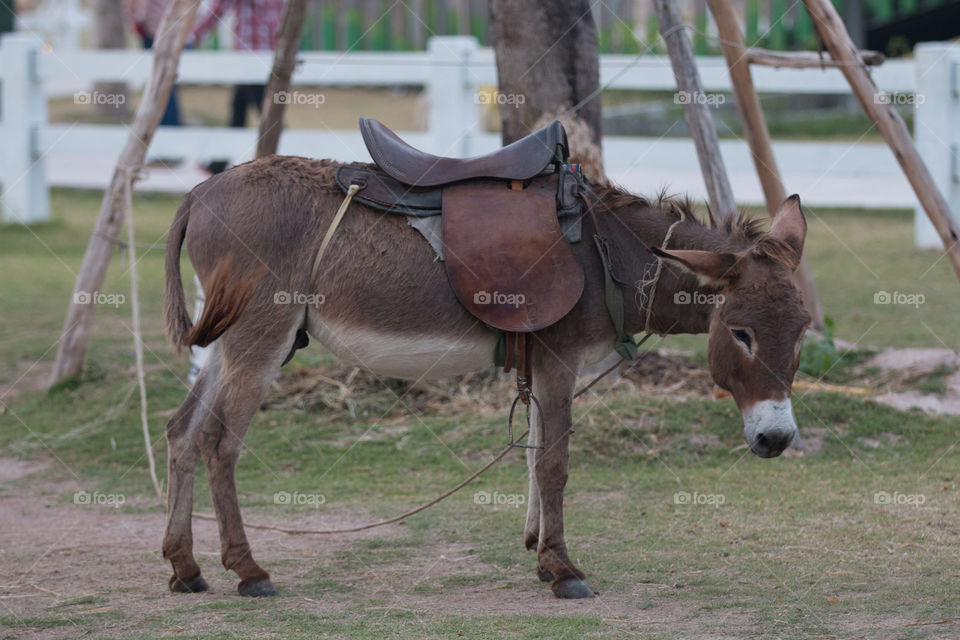 Mammal, Animal, Cavalry, Wildlife, Farm