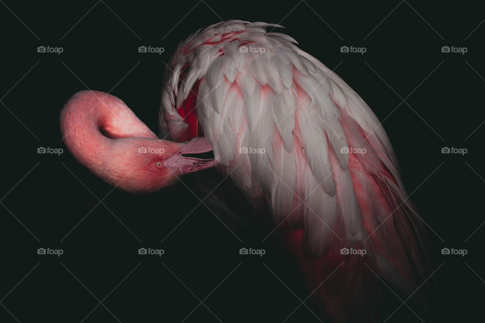 Flamingo on the black background 