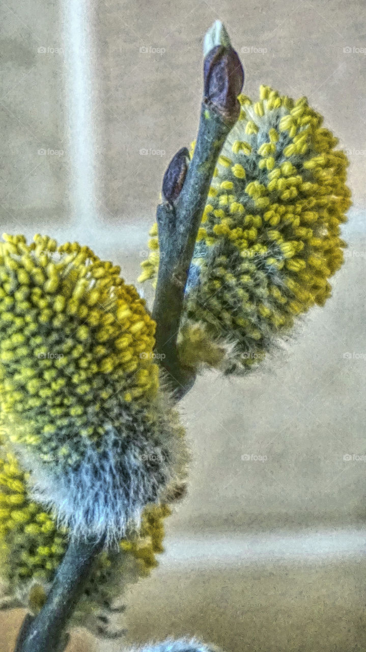 willow branch. spring