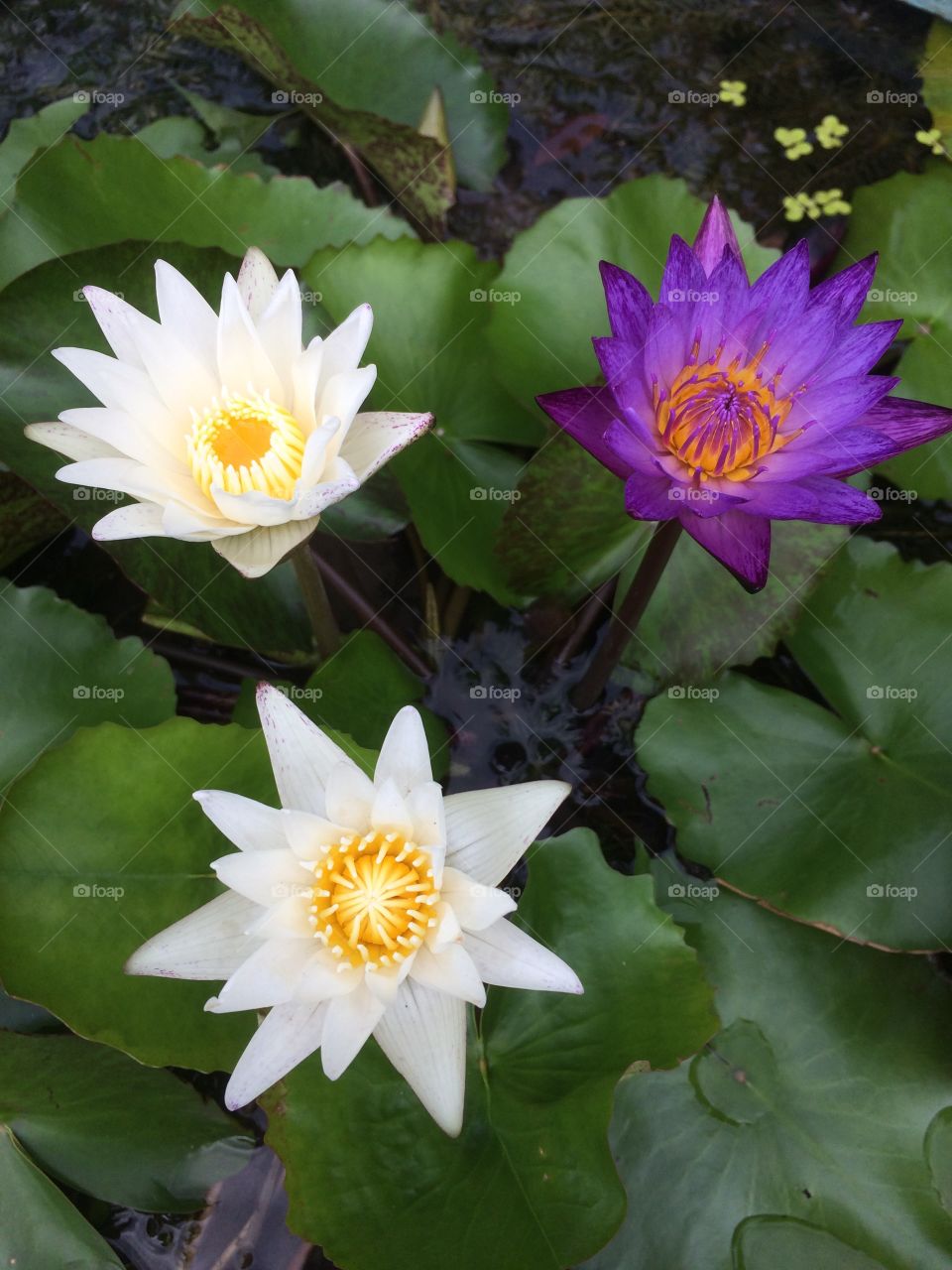 White and purple lotus
