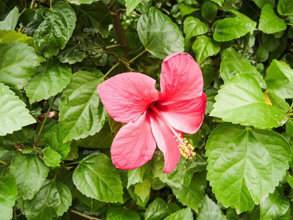 Beautiful flowers