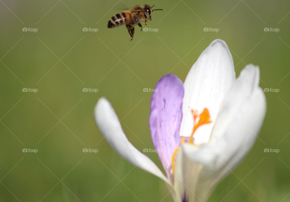 Bee and flower, spring is coming !