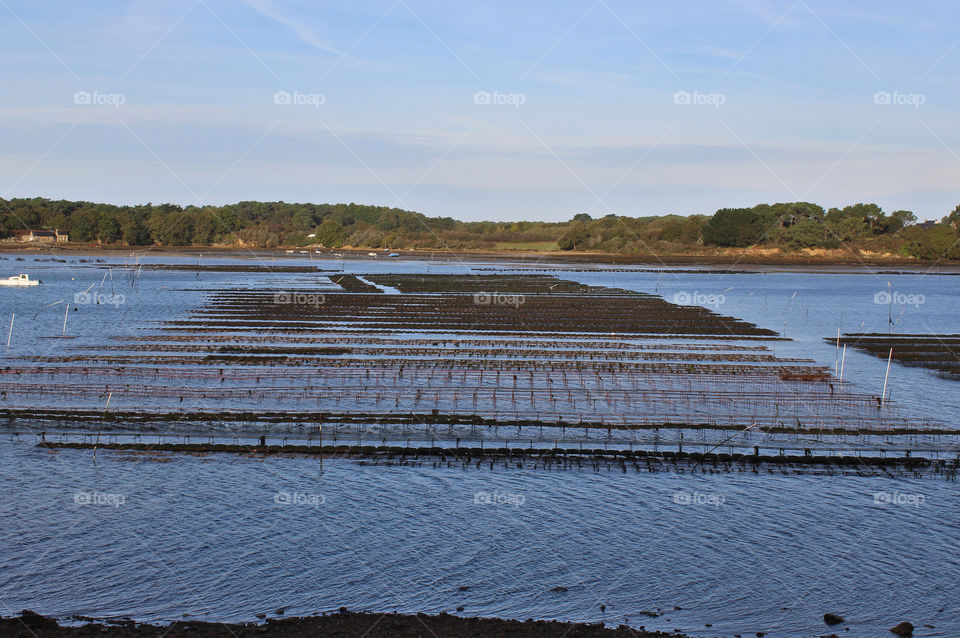 Oyster park in southern Brittany